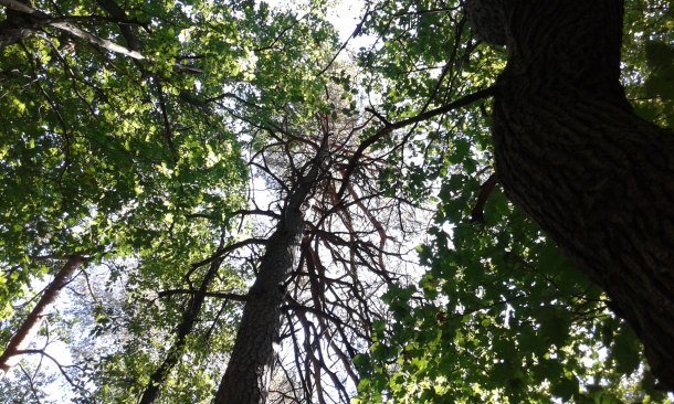 Kladka na stahovaní dřeva nebo z lanovky