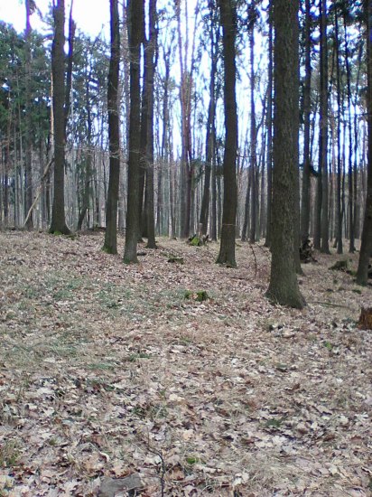 Kušovka listová lovecká