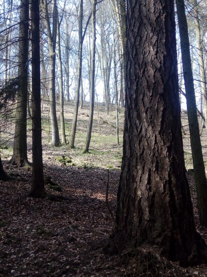 Volská i s hřeby