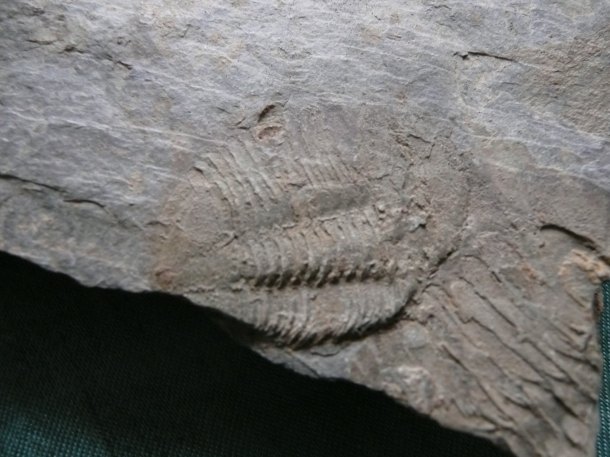 Trilobit