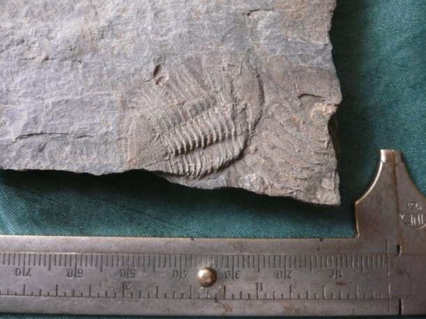 Trilobit