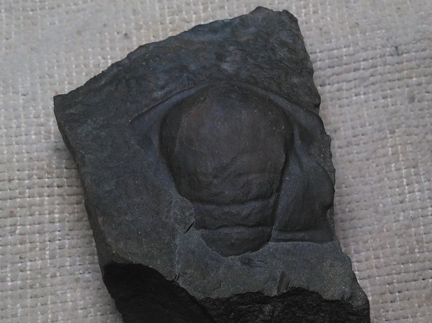 Trilobit Paradoxides gracilis