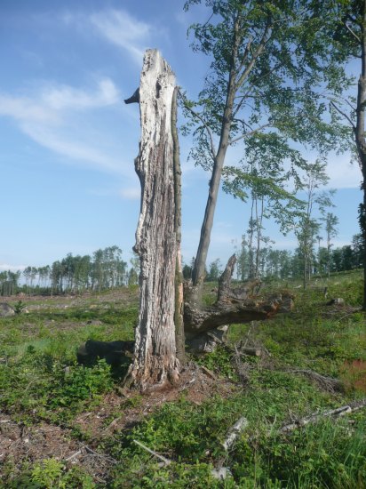 Na hluboké pasece.