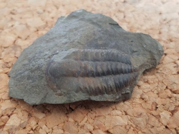 Trilobit