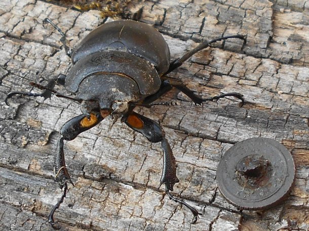 Knoflík ( Lucanus cervus )