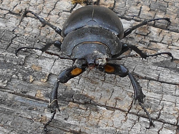 Knoflík ( Lucanus cervus )