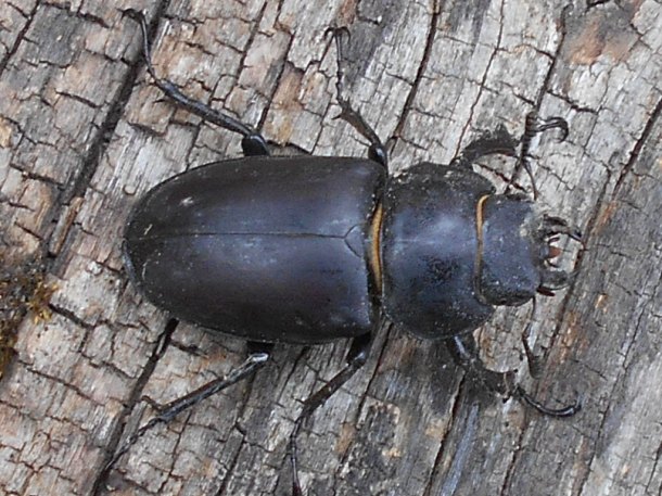 Knoflík ( Lucanus cervus )