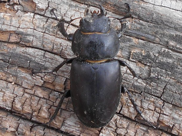 Knoflík ( Lucanus cervus )