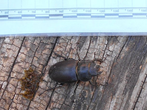 Knoflík ( Lucanus cervus )