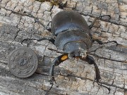 Knoflík ( Lucanus cervus )