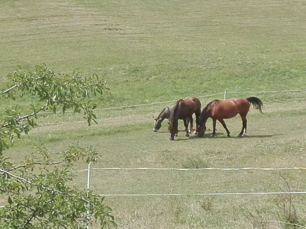 Šróbek