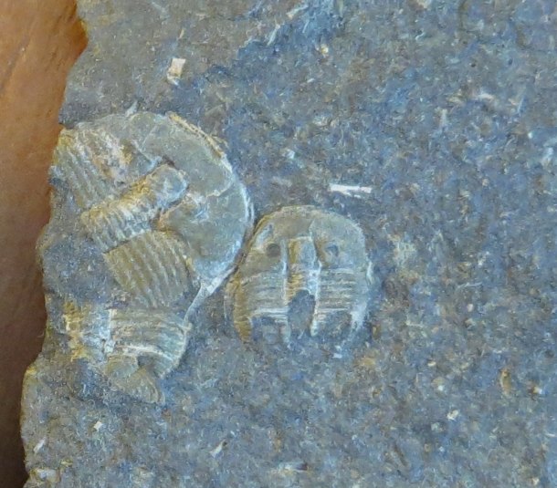 Trilobit Scutellum