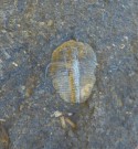 Trilobit Scutellum