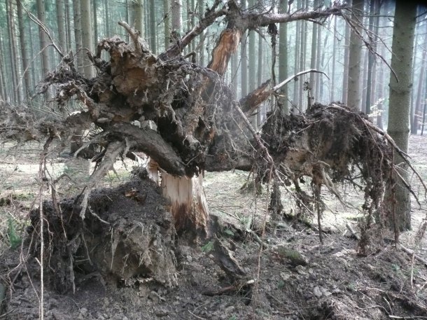 Depůtek Mařky od studánky.