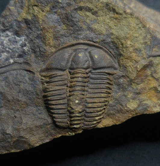 Trilobit-Conocoryphe sulzeri