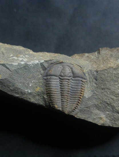 Trilobit-Conocoryphe sulzeri