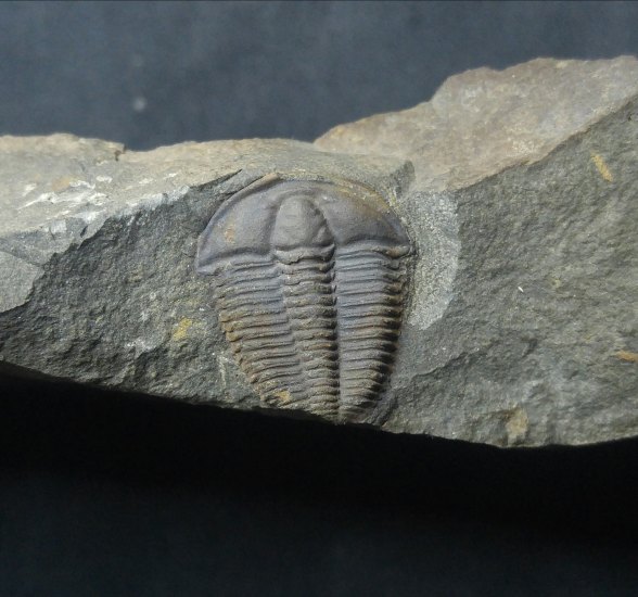 Trilobit-Conocoryphe sulzeri