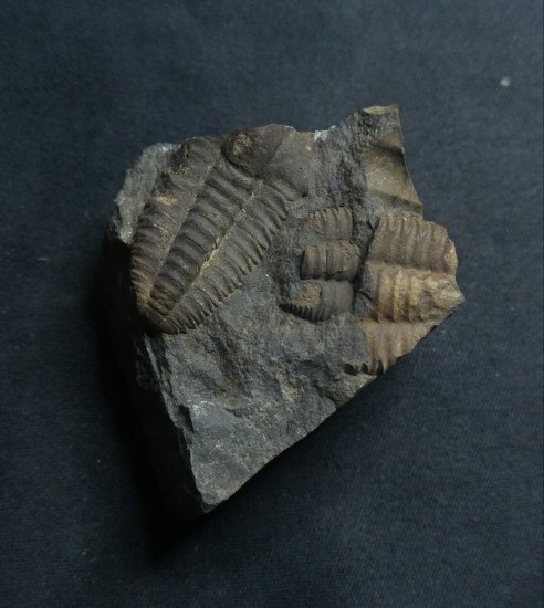 Trilobit-Ellipsocephalus hoffi