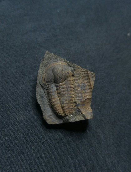 Trilobit-Ellipsocephalus hoffi