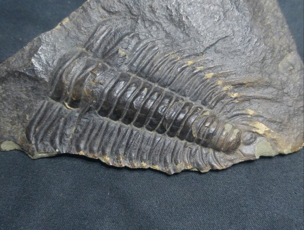 Trilobit-Paradoxides gracilis