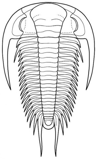 Trilobit-Paradoxides gracilis