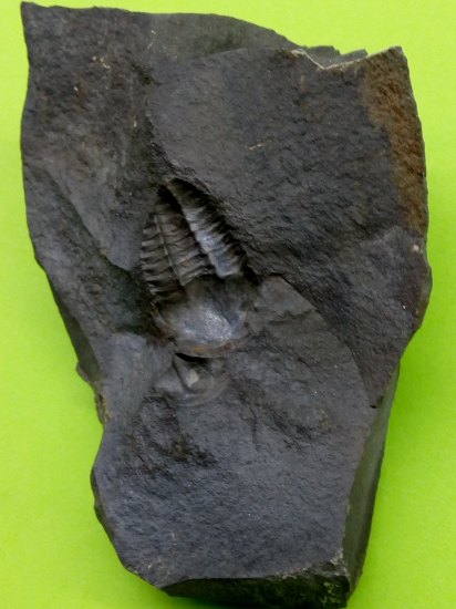 Trilobiti