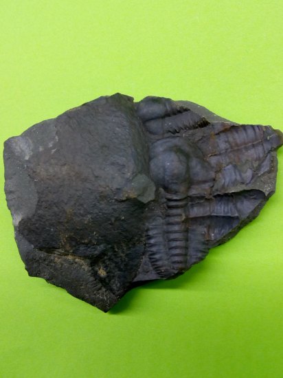 Trilobiti