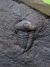 Trilobiti