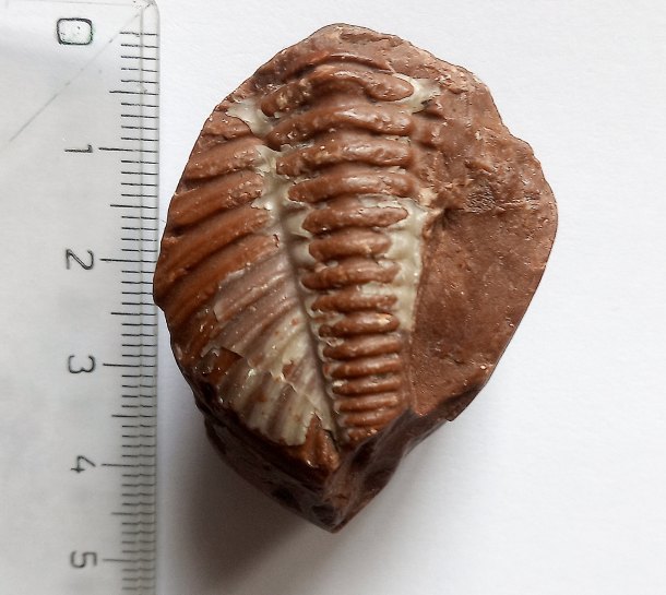 Trilobit