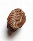 Trilobit