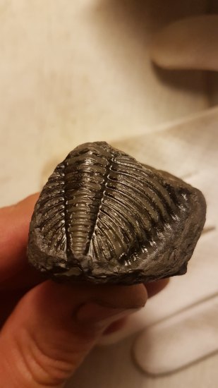 Trilobit