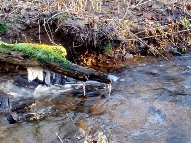 Orlice s dubovou ratolestí