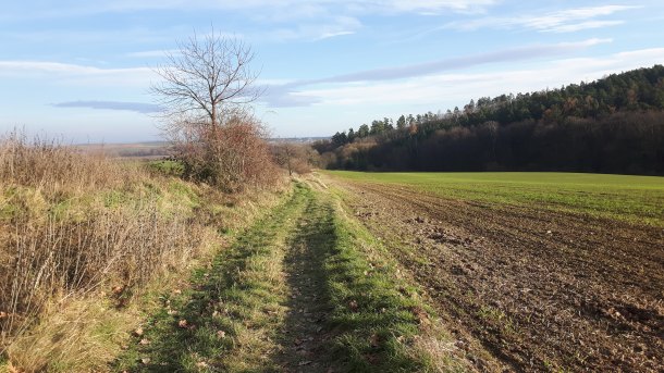 Pes č. 175 Lobenstein - Cvilín