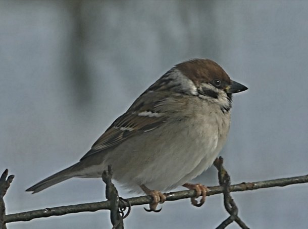 Zákolník