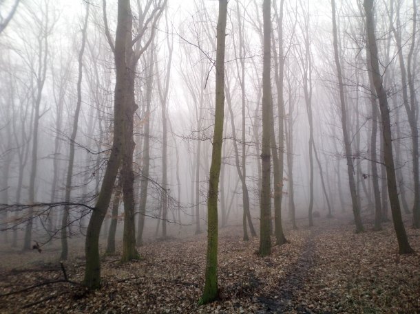 Fragment jehlice z mlžného lesa