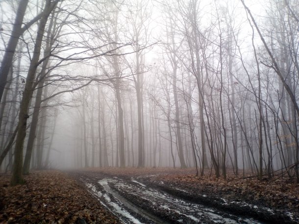 Fragment jehlice z mlžného lesa