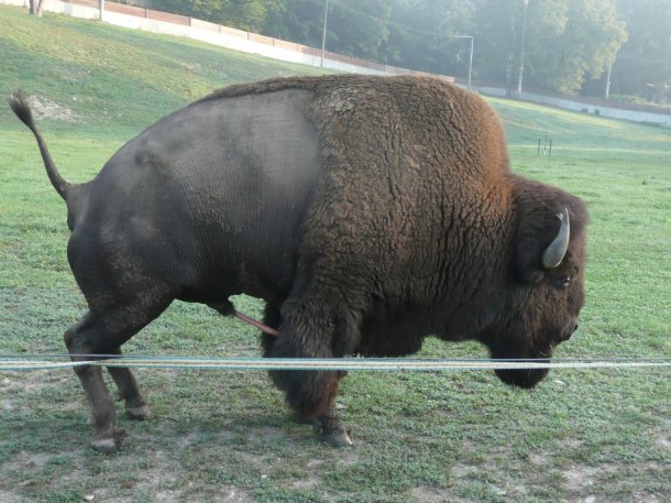 Eště zvonek.