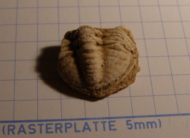 Trilobit