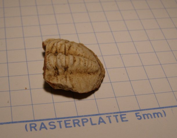 Trilobit