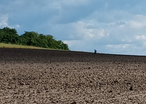 Povadla květina...