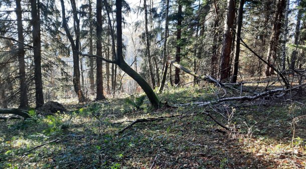 Čepicový odznak - Fond pro invalidy, vdovy a sirotky 1. pěšího pluku