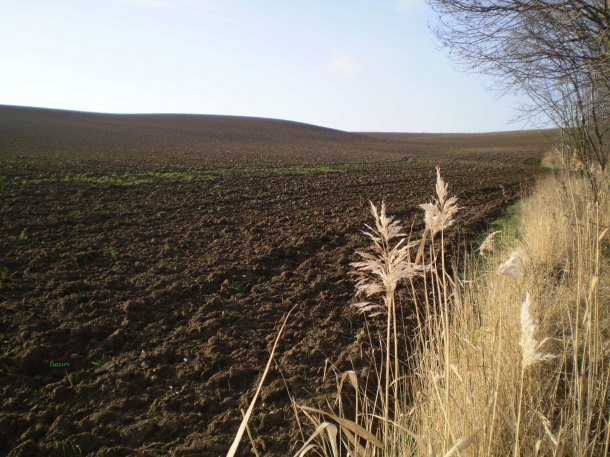 Malá a zlomená mosazná ostruha