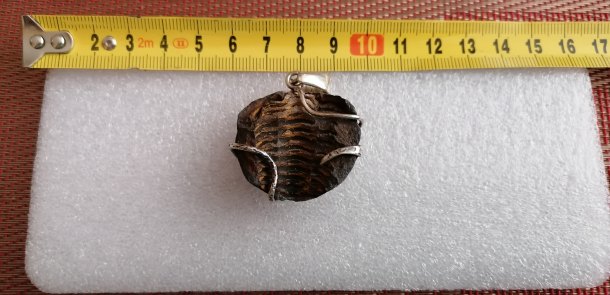 Trilobit amulet