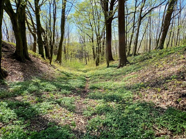 Konečně "stříbrňák" z lesa.