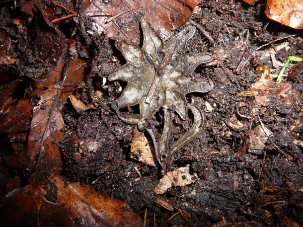 Odznak - Edelweiss Alpská protěž