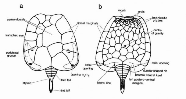 Mitrocystites mitra