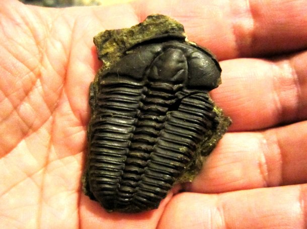 Trilobiti rodu Conocoryphe