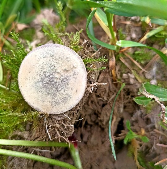 Vatikán,výsyp kuřat a záře