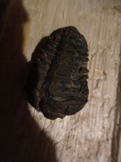 Trilobit