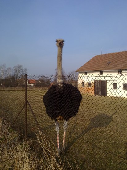 Kopu si takhle krejcárek a čučí na mě......